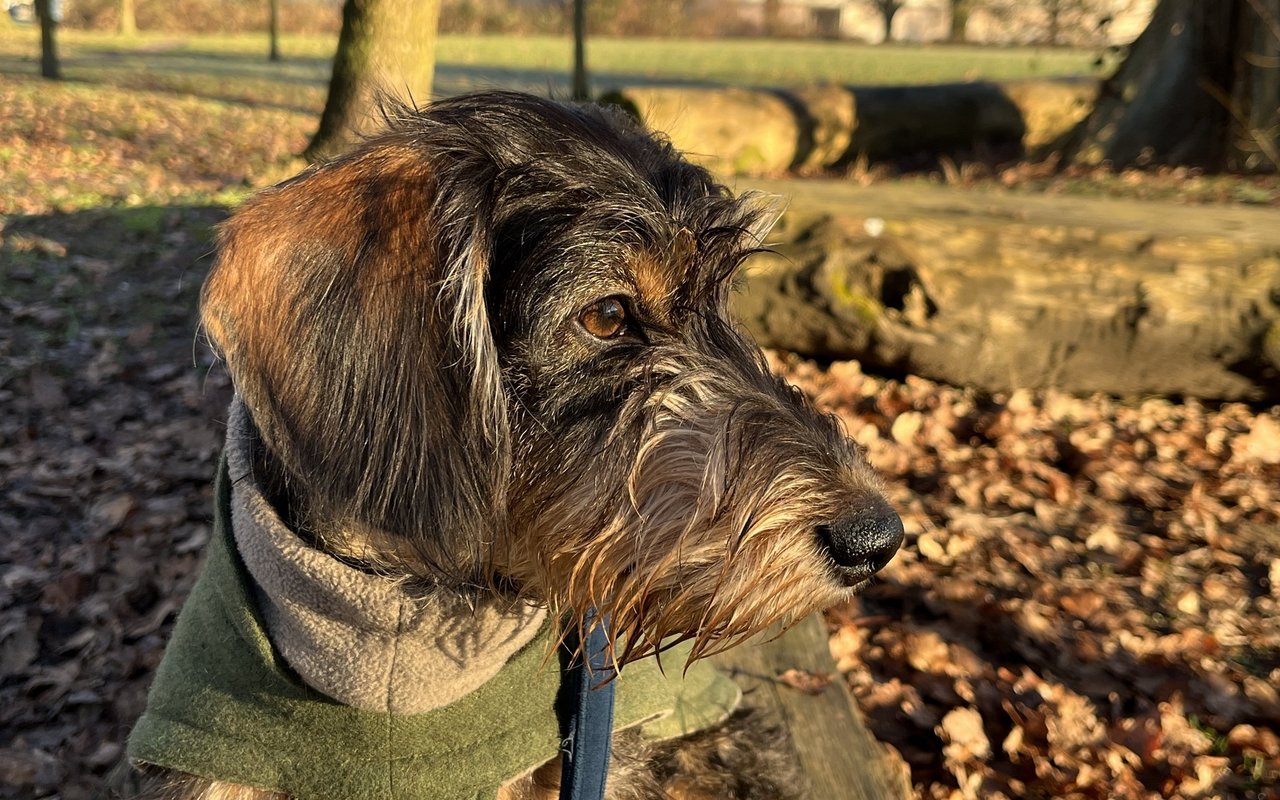 Diesen Frühling wird sich Frieda vom kleinen Welpen zur erwachsenen Hündin wandeln.