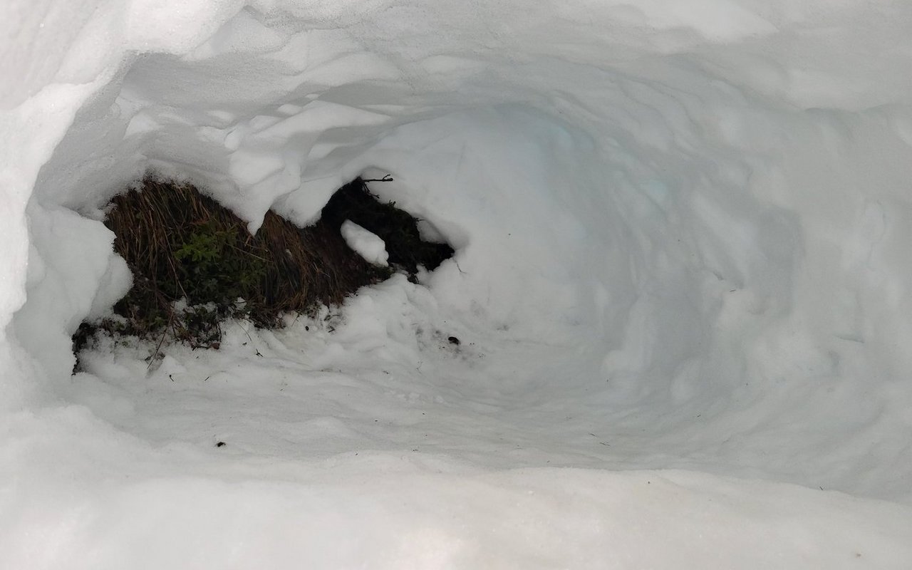 So sah mein Liegeplatz in der Schneehöhle aus. Beim Graben stiessen wir bis zum Grund des Hügels, weshalb ich in meiner Höhle sogar Zimmerpflanzen hatte.