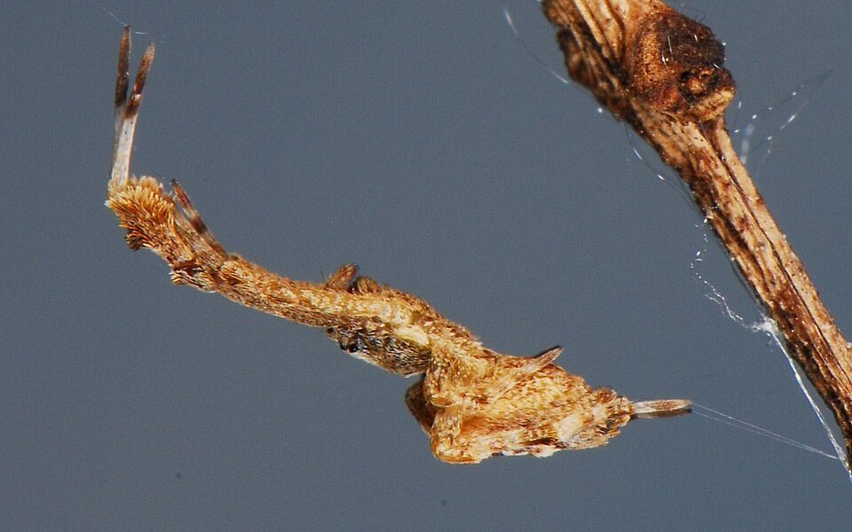 Die Federfuss-Spinne nutzt eine ungewöhnliche Strategie, um ihre Beute zu töten.