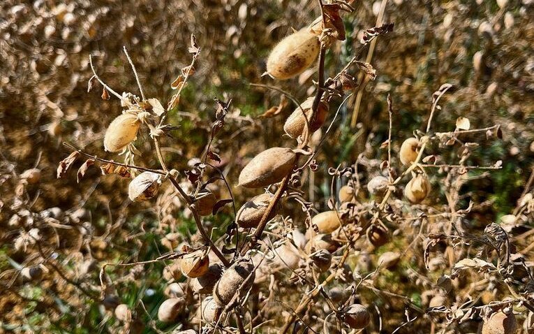 Die reifen Kichererbsen warten auf die Ernte.