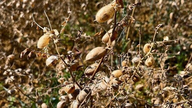 Die reifen Kichererbsen warten auf die Ernte.