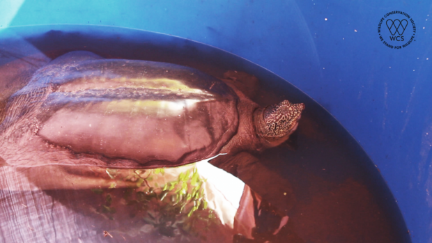 Jangtse-Riesenweichschildkröte