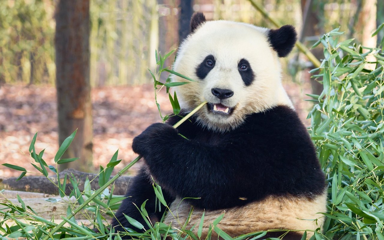 Auf dem Speiseplan der Pandas steht hauptsächlich Bambus. 