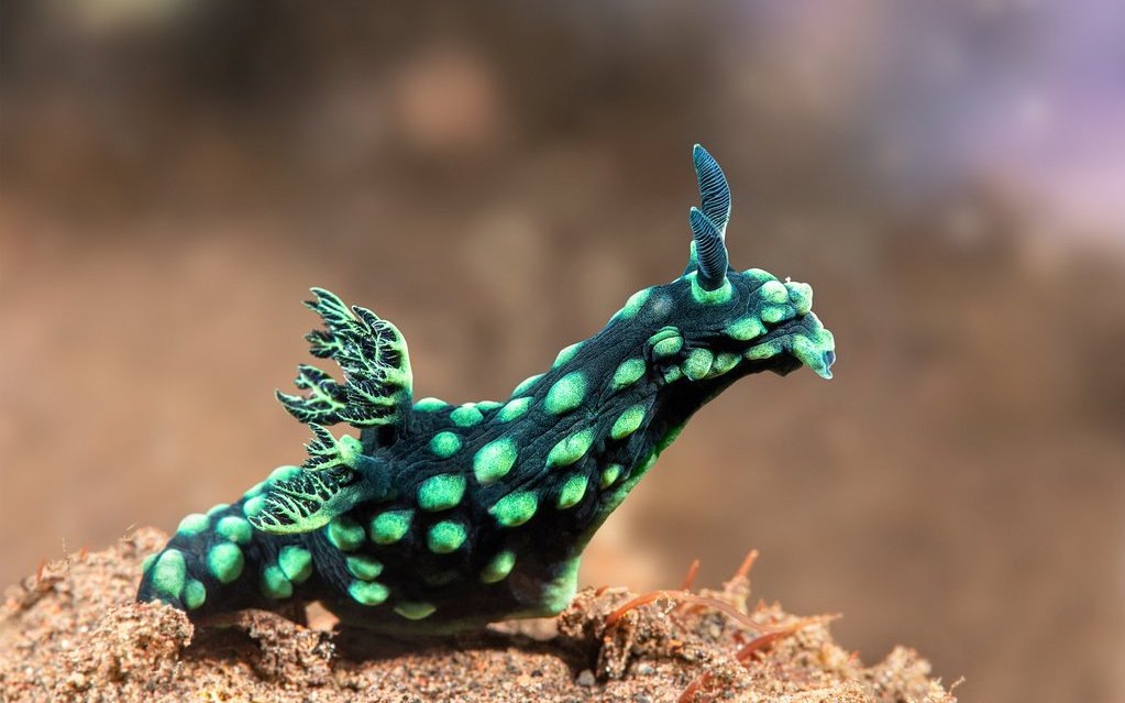 Nembrotha cristata lebt in tropischen Gewässern.