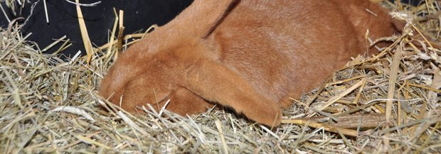 Kaninchen liegt tot im Stroh