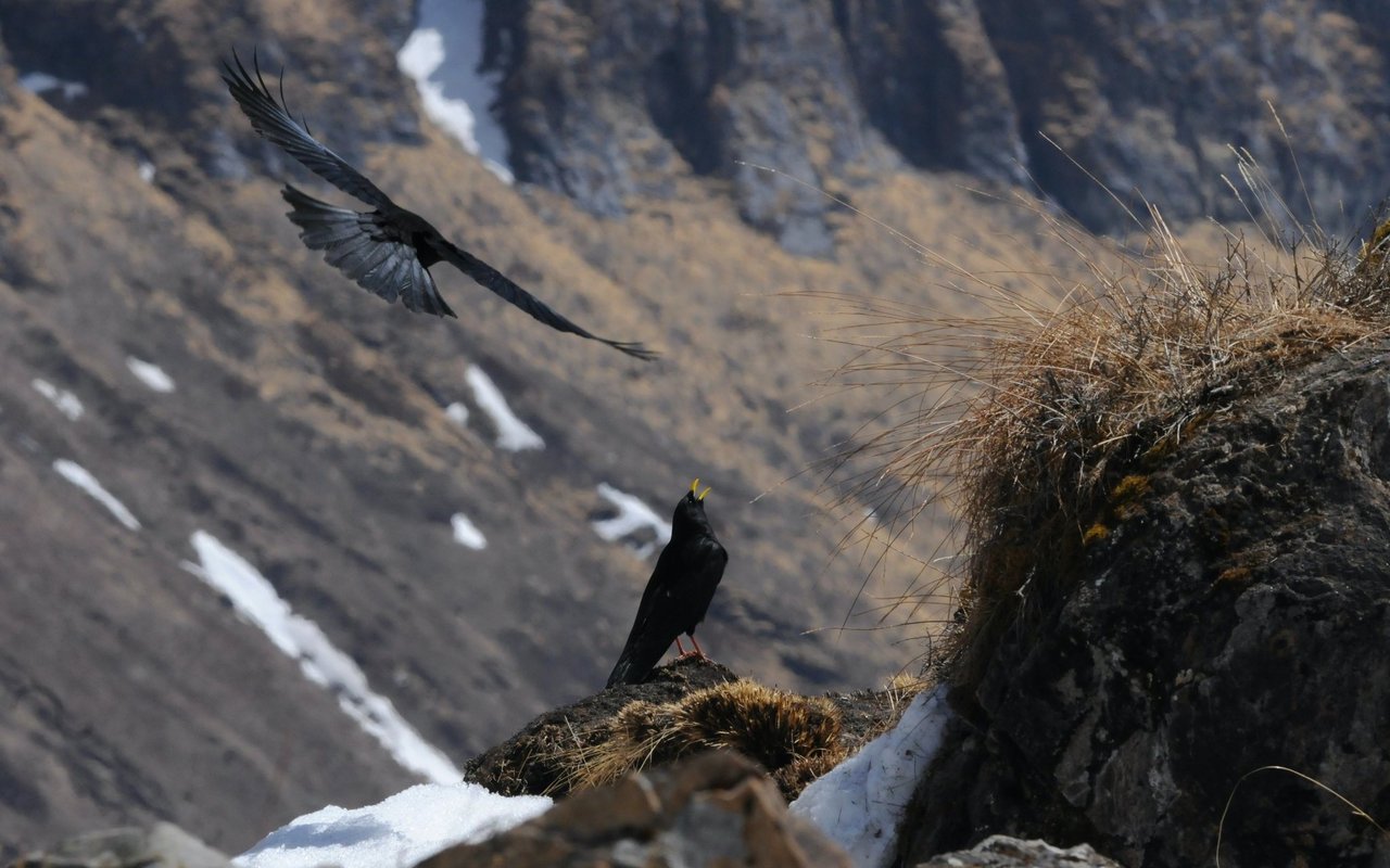 Wenn Vögel auf der Flucht vor der Klimaerwärmung in kühlere Gebiete abwandern, stossen sie auf Hindernisse.