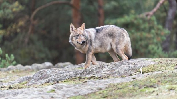 Wolf auf Stein