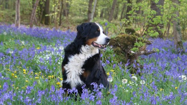 Sennenhund in einer Blumenwiese.