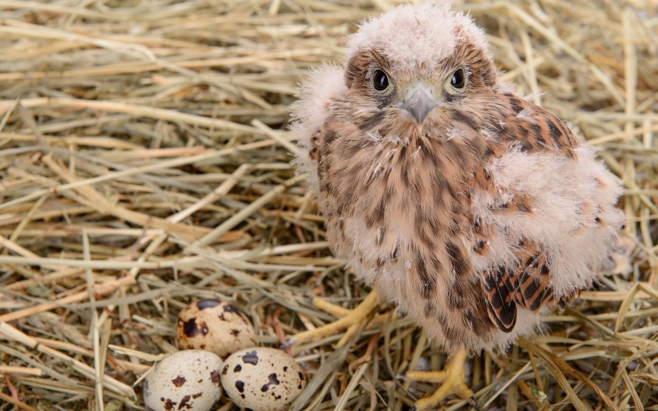 Die Wanderfalken-Eier sind rotbraun gefleckt. 