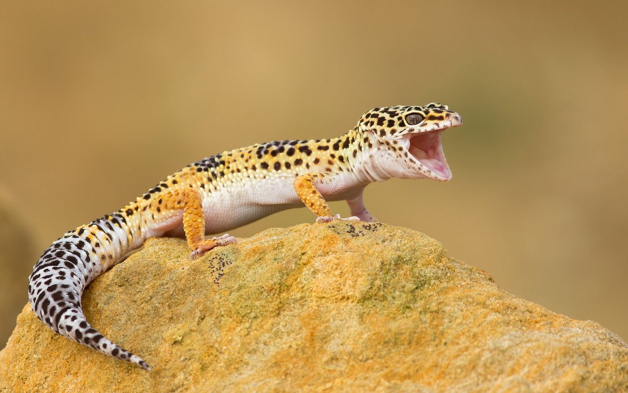 Leopardgeckos sind Steppenbewohner und mögen es eher warm und trocken.