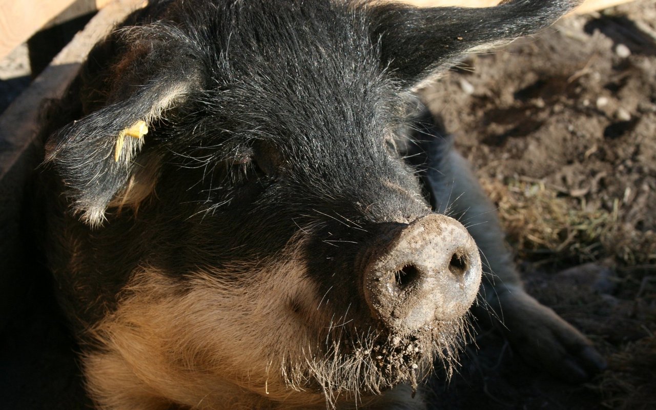 Die Züchter halten ihre Wollschweine meist in kleinen Gruppen im Freiland.