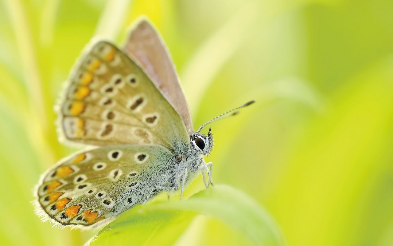 Nicht nur die Anzahl Insekten wird immer kleiner, sondern auch die Anzahl Insektenarten. 