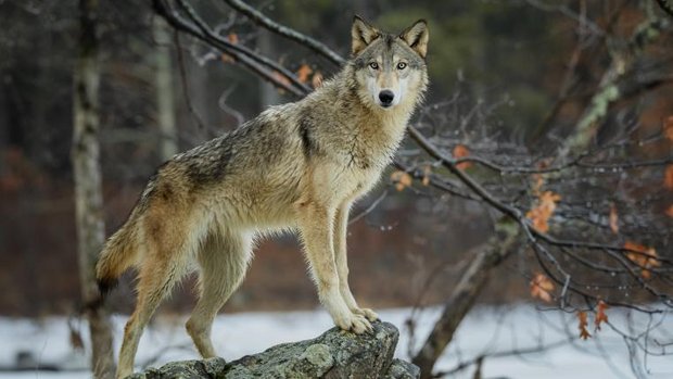 Wolf im Schnee