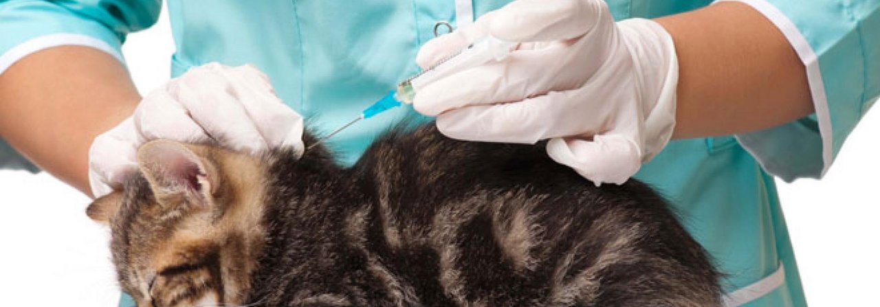 Mit einer Impfung kann das Büsi vor der schlimmen Katzenseuche geschützt werden.