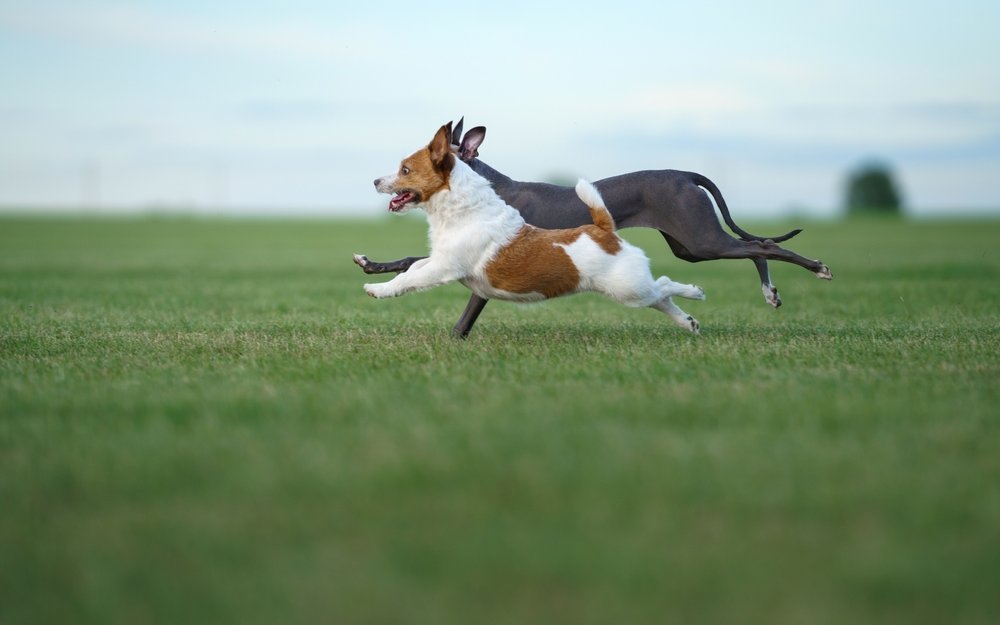 Zoomies können einige Sekunden bis zu mehreren Minuten dauern.