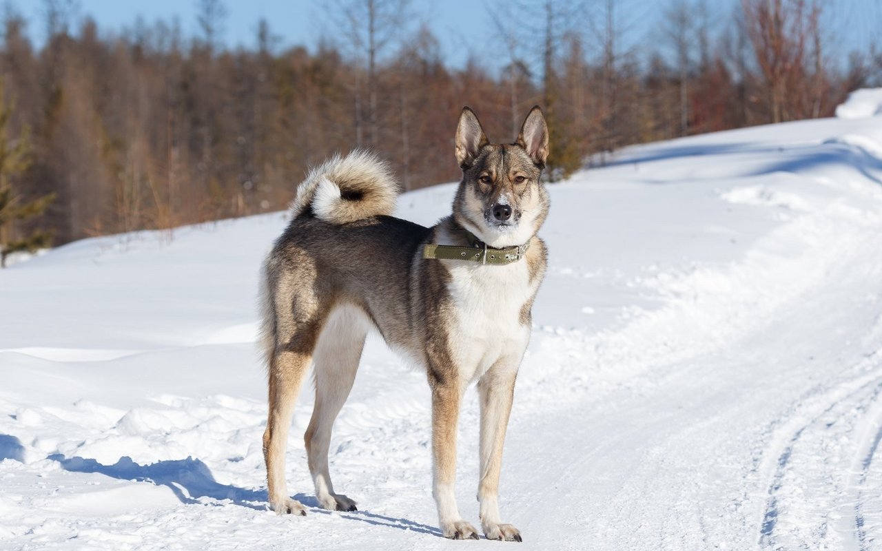 Der Westsibirische Laika ist ein mittelgrosser, kräftiger Hund mit spitzen Ohren, dichtem Fell und einer buschigen, über dem Rücken getragenen Rute.