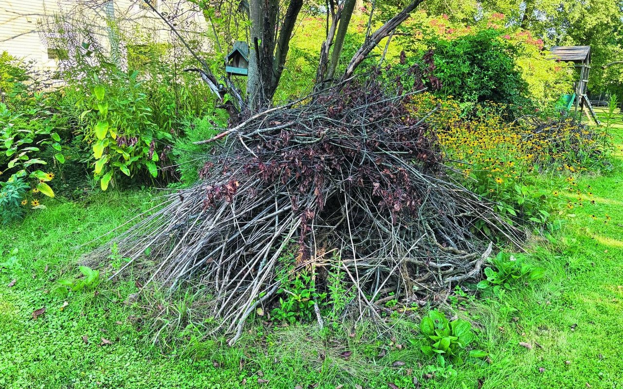Igel profitieren besonders von Laubhaufen.