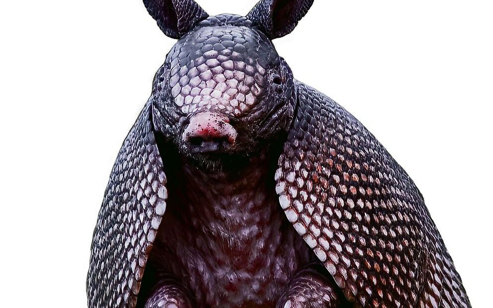 Ein Armadillo. 