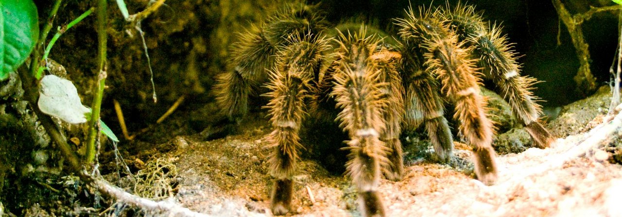 Eine Kraushaar-Vogelspinne lauert in ihrem Versteck auf Beute.