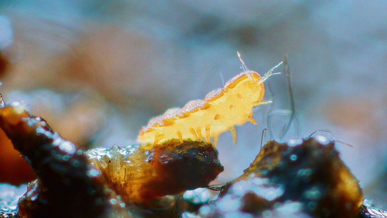 Eurypauropodidae gehören zur Klasse der Wenigfüsser und sind mit einer Grösse von nicht einmal einem Millimeter besonders schwer zu finden.