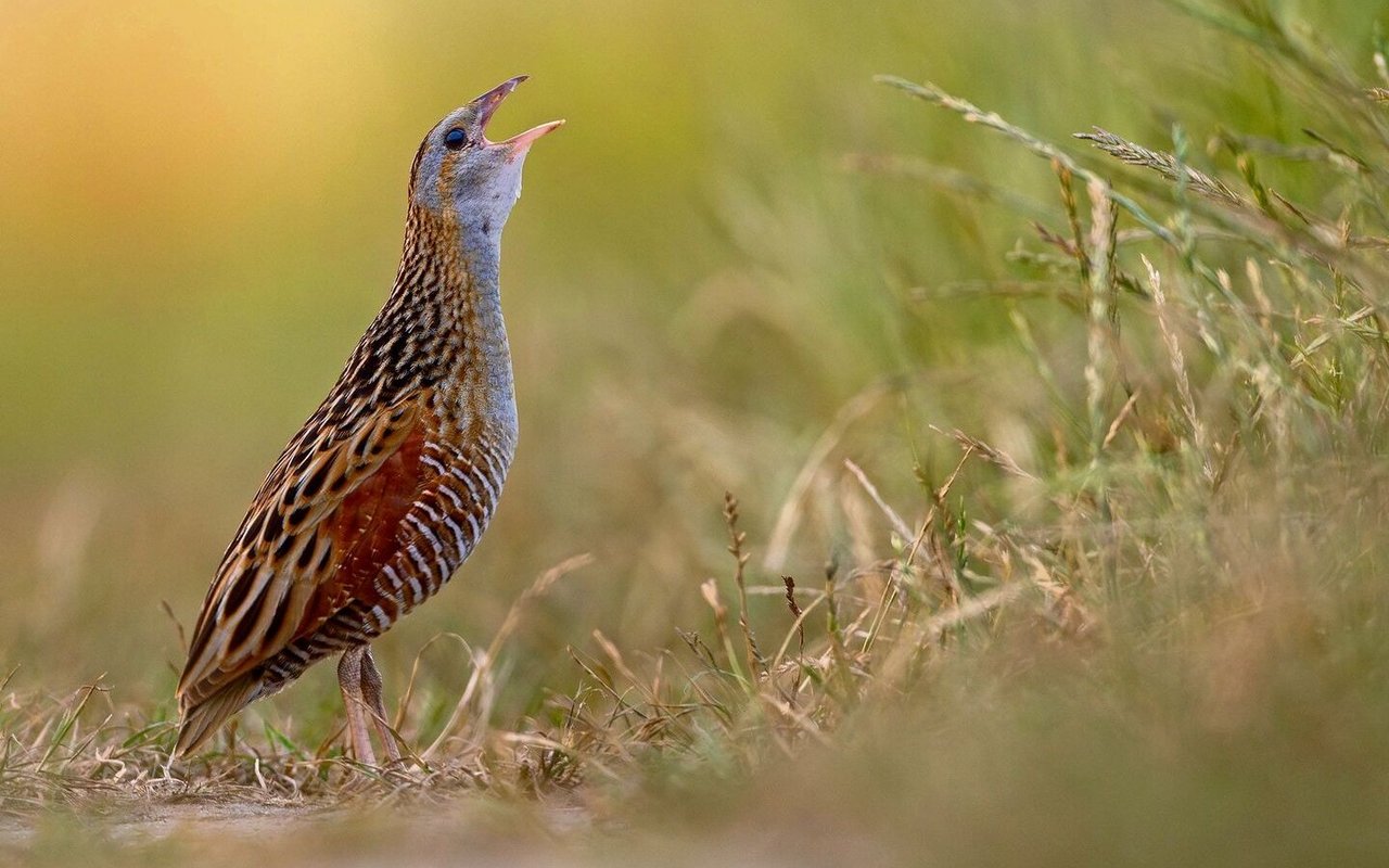 Maximal 40 Männchen des Wachtelkönigs balzen in der Schweiz um Weibchen.