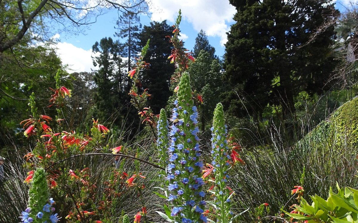 Blühende Natternköpfe im Botanischen Garten der Brissago-Insel. 