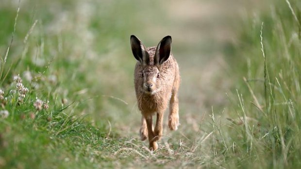 Hoppelnder Feldhase