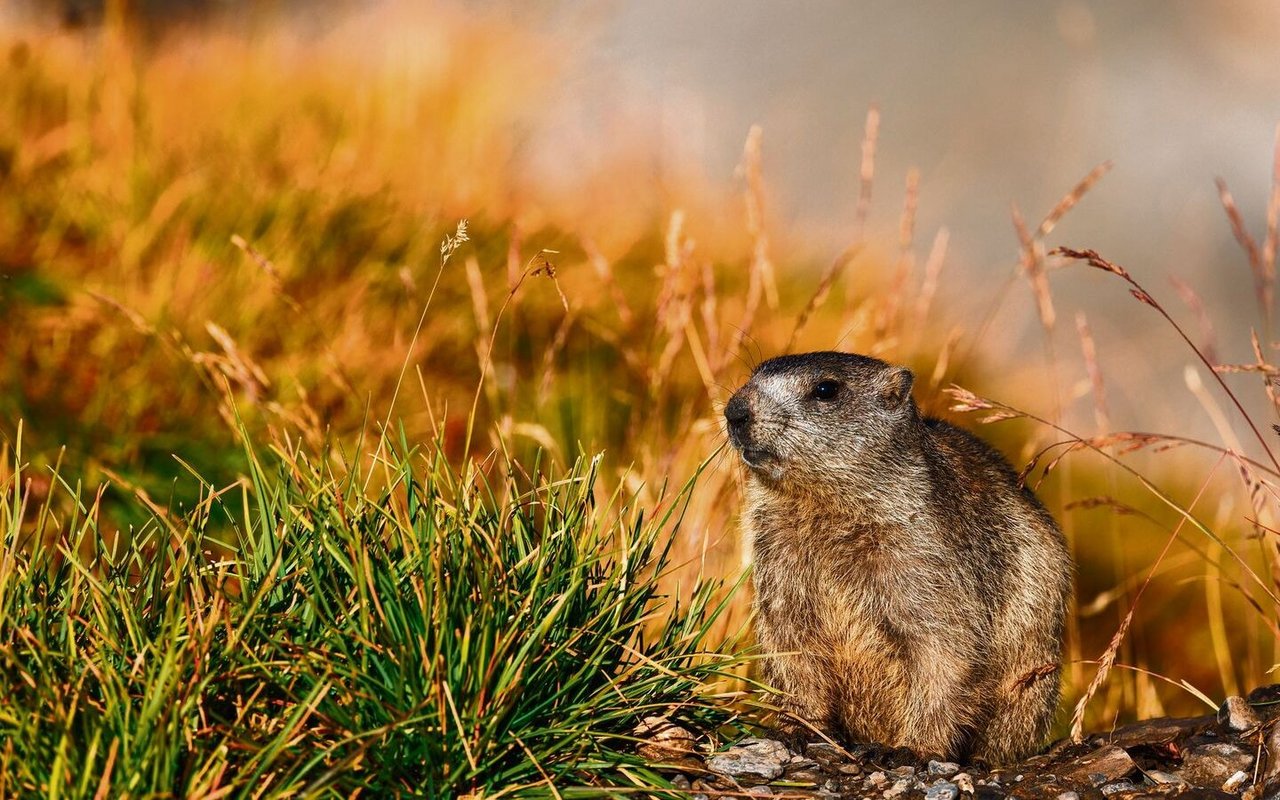 Der Klimawandel hat verschiedene Einflüsse auf das Murmeltier. Einerseits verändert sich die Vegetationsperiode und andererseits rückt die Baumgrenze in die Höhe – das verkleinert ihren Lebensraum. 