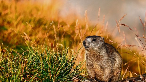 Der Klimawandel hat verschiedene Einflüsse auf das Murmeltier. Einerseits verändert sich die Vegetationsperiode und andererseits rückt die Baumgrenze in die Höhe – das verkleinert ihren Lebensraum. 