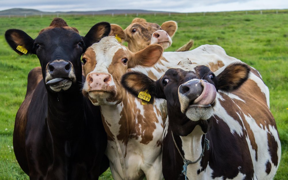 Während Kühe in Westeuropa als Nutztiere gelten, sind sie in Teilen Indiens heilig. 