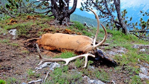 Gewilderter Hirsch im Nationalpark