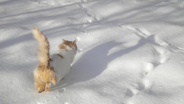 Katze im Schnee