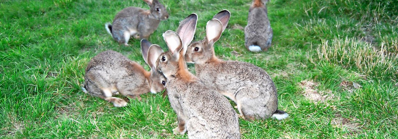 Bei drohender Gefahr verharren die Kaninchen an Ort und strecken die Löffel in die Höhe.
