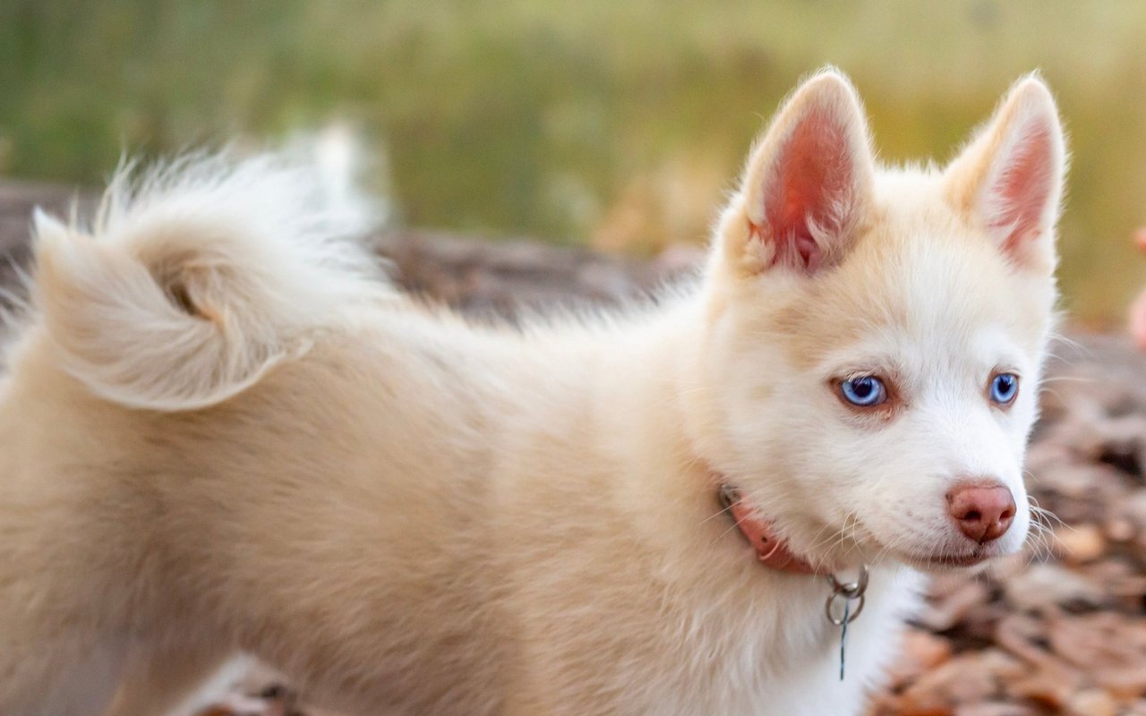 Der Pomsky hat durchschnittlich eine Schulterhöhe von 30 cm. 