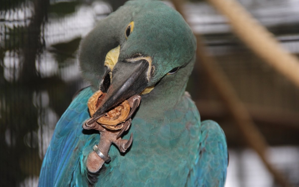 Lear-Ara im Loro Parque auf Teneriffa, der eine Baumnuss verzehrt. 