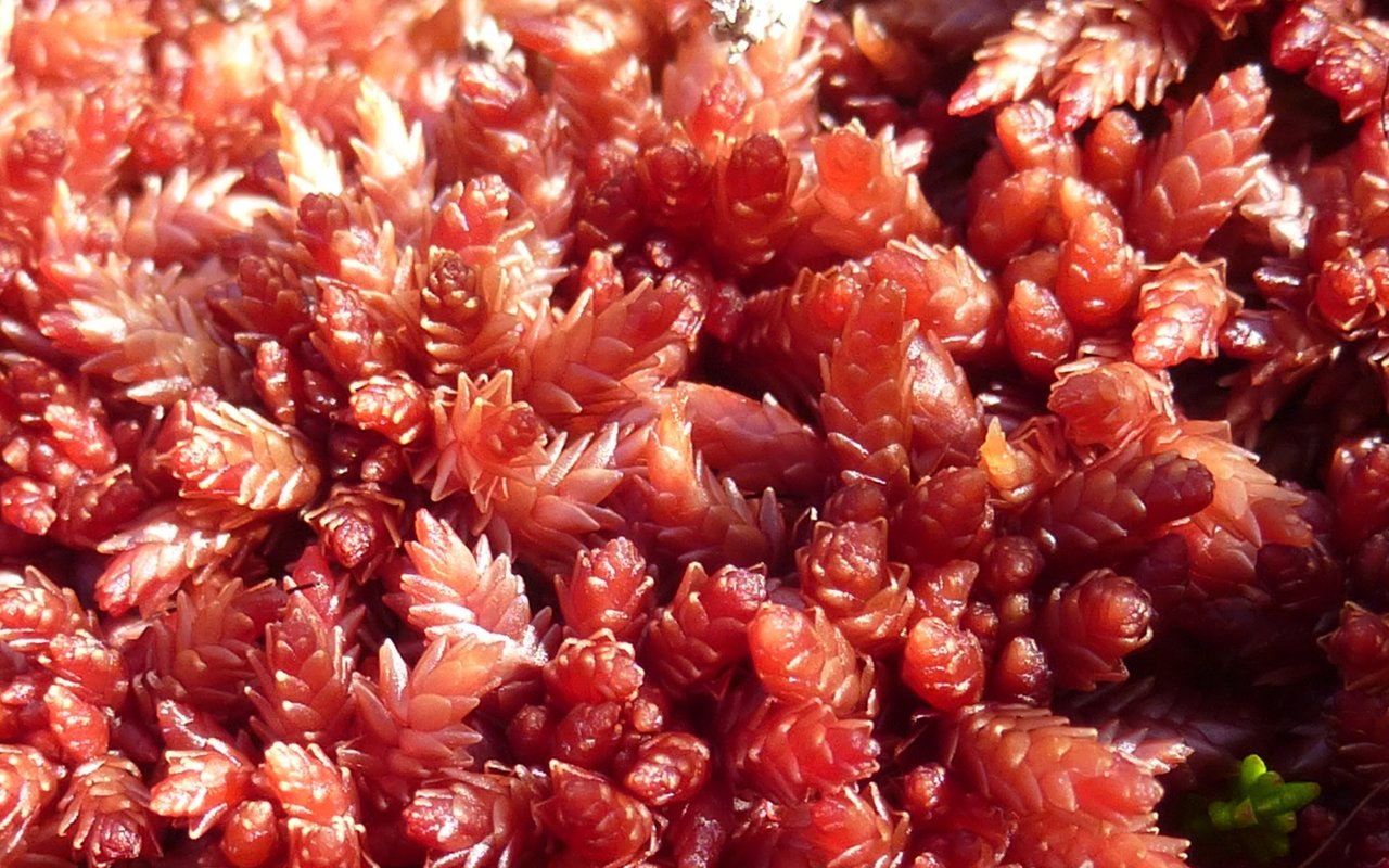 Magellans Torfmoos (Sphagnum magellanicum)