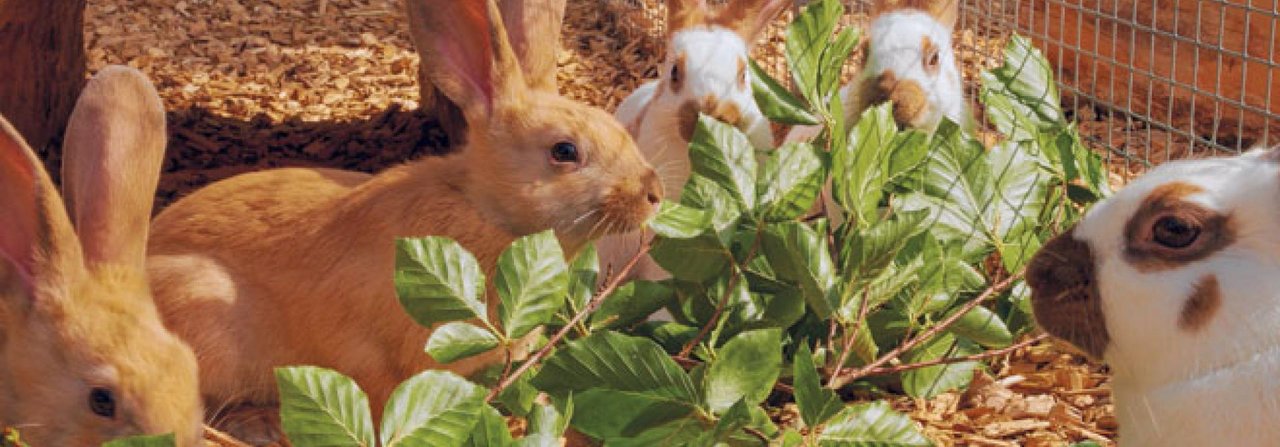 Dem Organismus angepasstes Futter verhilft zu einer problemlosen Jungtieraufzucht und vitalen Tieren.