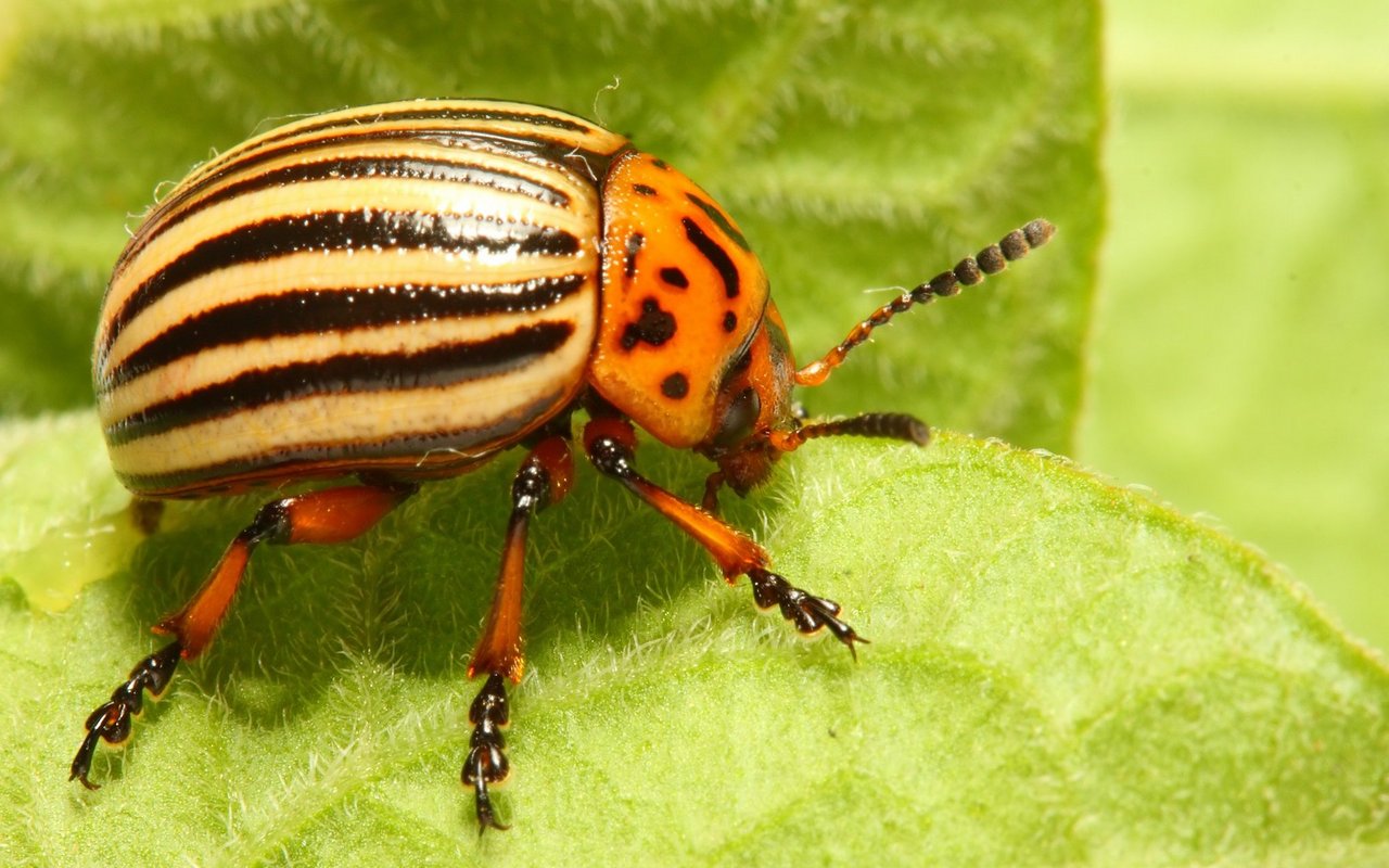 Kartoffelkäfer kriechen zur Zeit des Auflaufens der Kartoffel (ab 15 Grad Bodentemperatur) aus dem Boden von Kartoffelschlägen des Vorjahres.