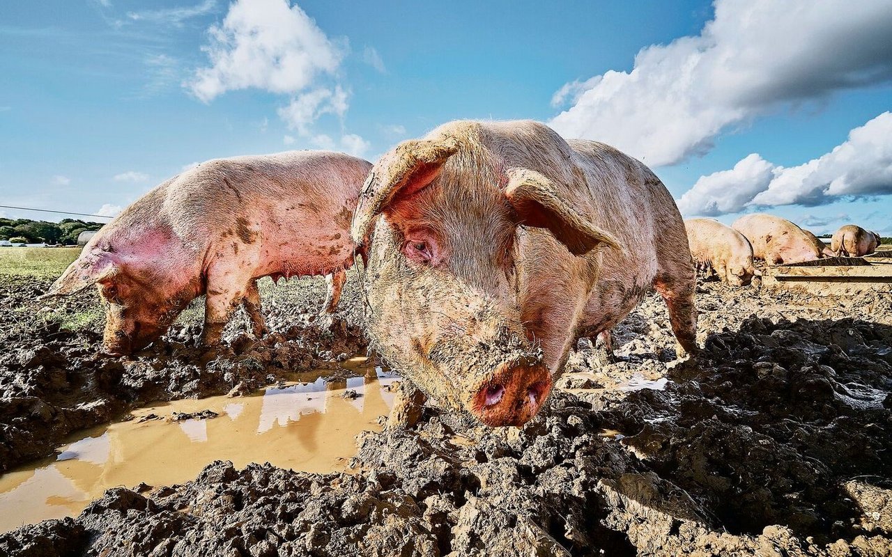 Schweine sind äusserst neugierige Tiere, was in einem vollkommenen Missverhältnis dazu steht, wie sie meist gehalten werden.