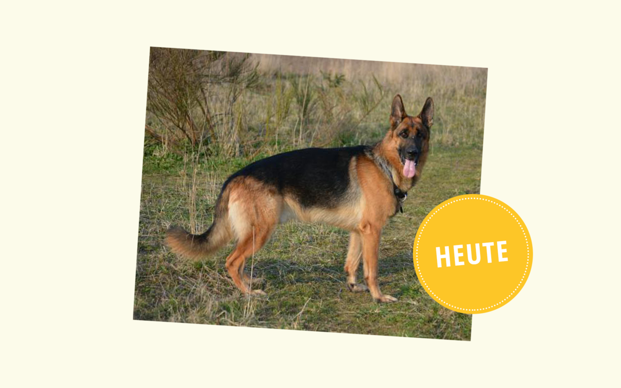 Auffallendste Veränderung ist aber der abfallende Rücken, der auch unter Züchtern als umstrittenes «Schönheitsideal» gilt. Bei den Deutschen Schäferhunden wurde das Leiden der Hüftdysplasie zum ersten Mal beschrieben.