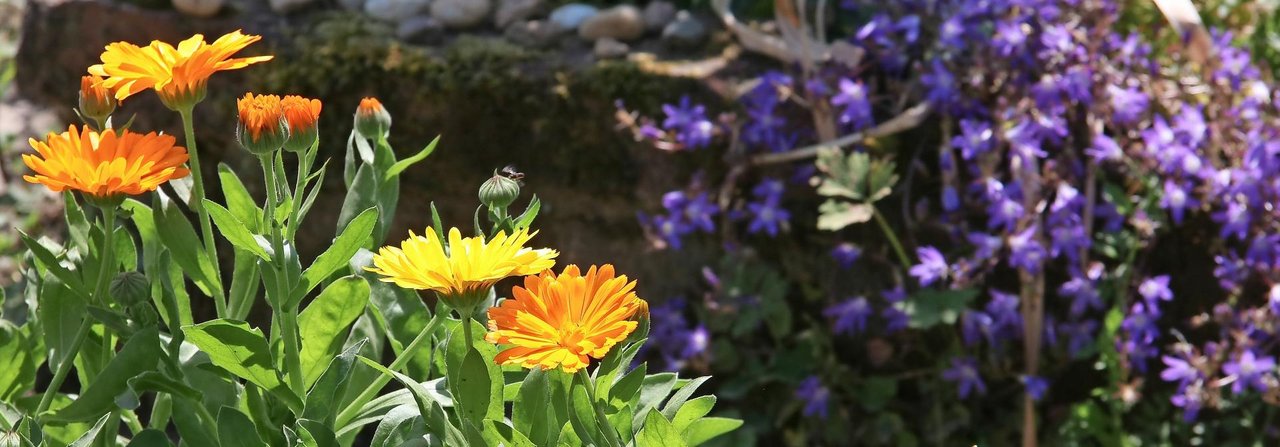 Ringelblumen sind nicht nur fröhliche Farbtupfer im Gemüsebeet, sie halten auch Schnecken fern.