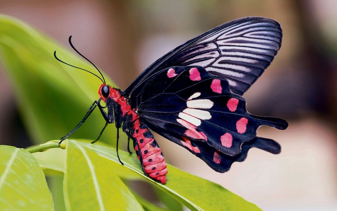 Ein Schmetterling. 