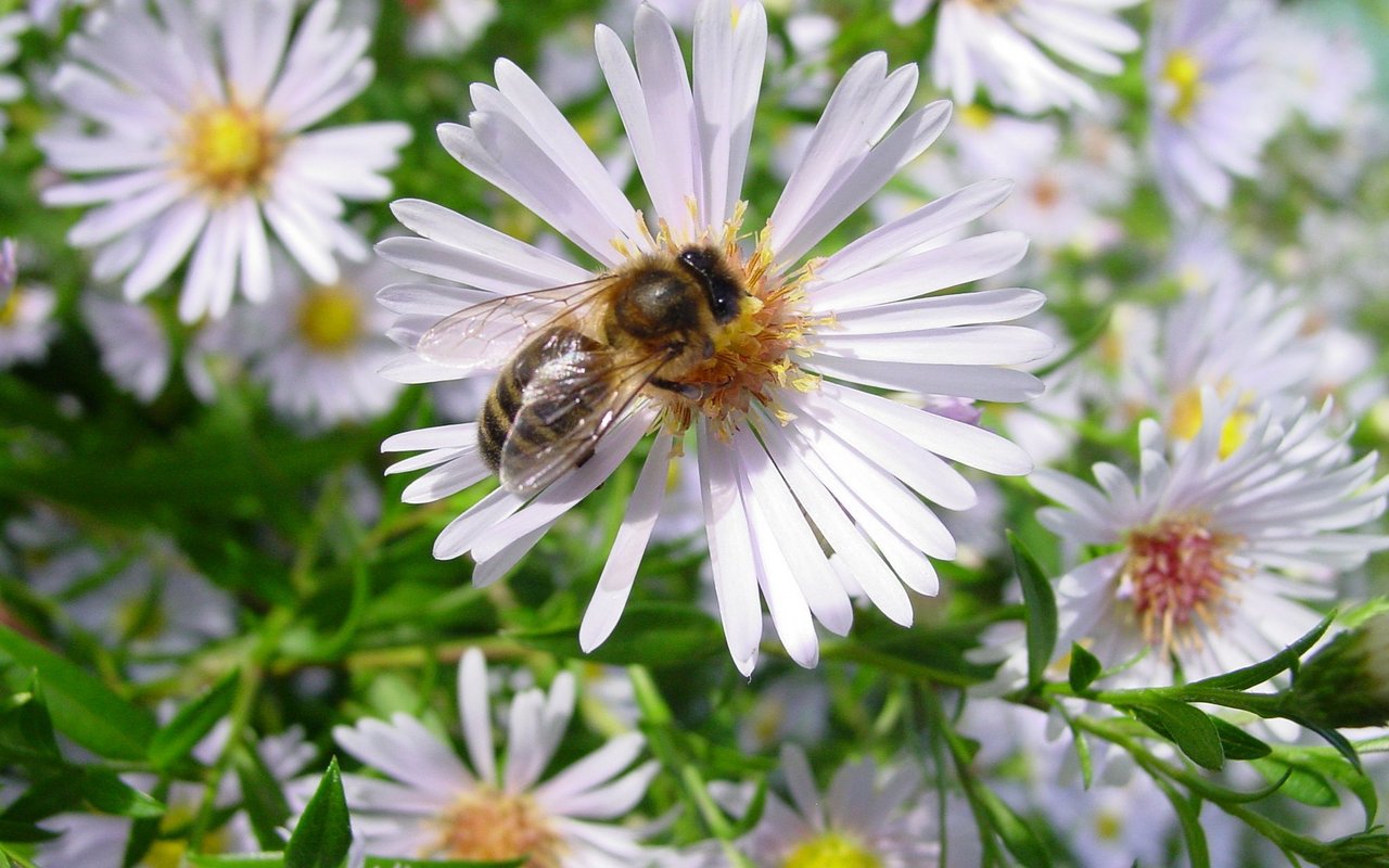 Die Dunkle Biene sammelt fleissig Honig, Pollen und Propolis.