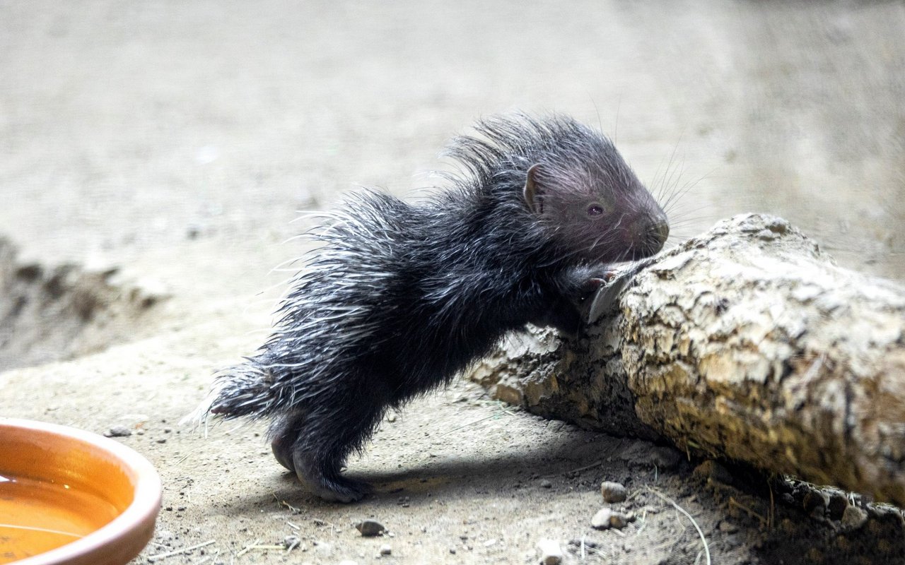 Das kleine Stachelschwein erkundigt fleissig seine Umgebung. 