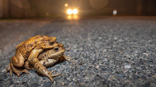 Zwei Erdkröten überqueren eine Strasse, im Hintergrund ein Auto