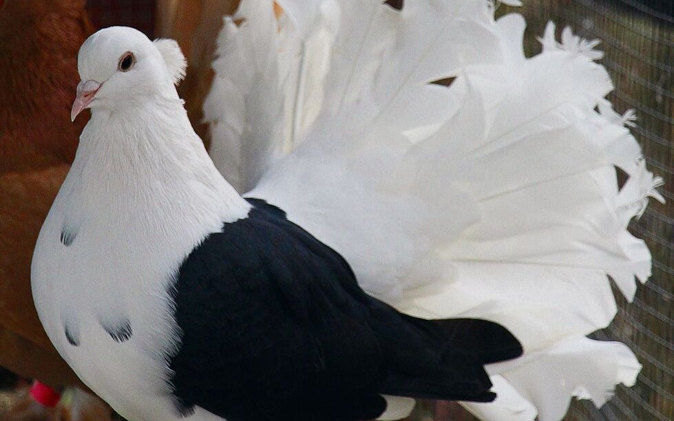 Indische Pfautauben werden auch in der Schweiz gezüchtet. 