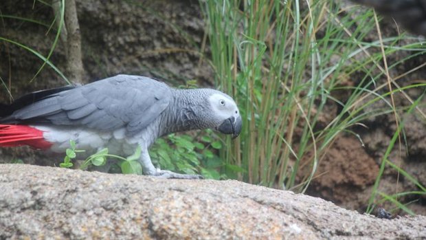 Graupapagei in der Lewa-Anlage im Zoo Zürich