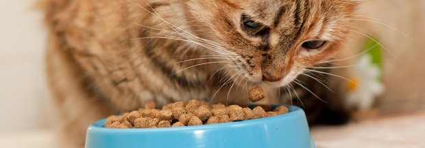 Katze frisst Trockenfutter