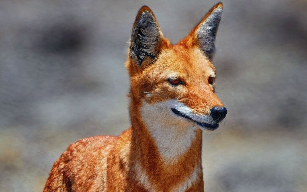 Der Äthiopische Wolf streift im kargen Gebiet der Bale-Berge umher.