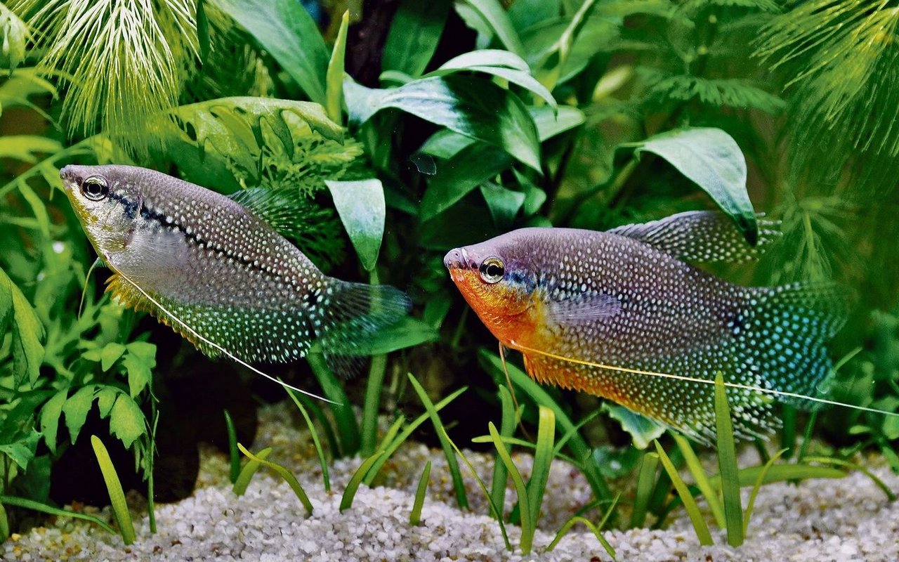 Mosaikfadenfische gehören zu den schönsten Labyrinthfischen überhaupt und sind sehr wärmebedürftig. Das buntere Männchen bei diesem Paar schwimmt rechts und hat auch eine ausgedehntere Rückenflosse. 